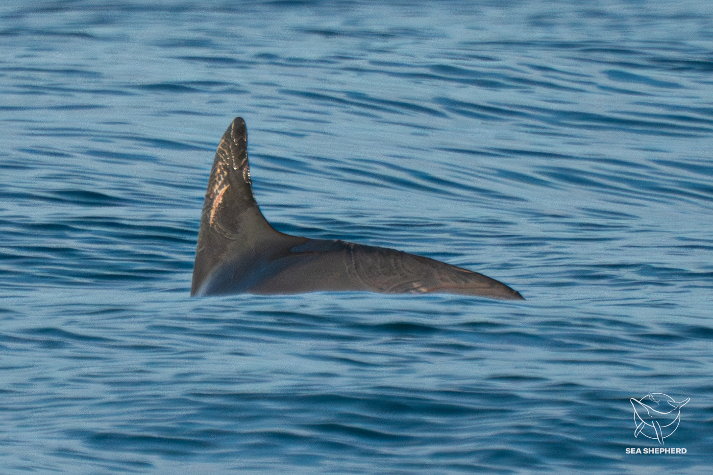 Detectan en México una decena de vaquitas marinas, especie en peligro de extinción