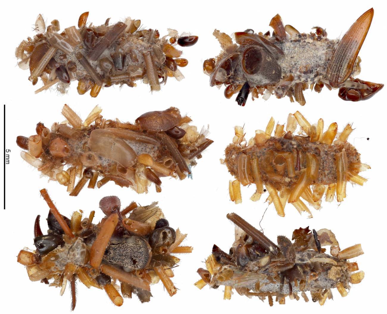 Descubren especie de oruga que utiliza los restos de sus presas como disfraz