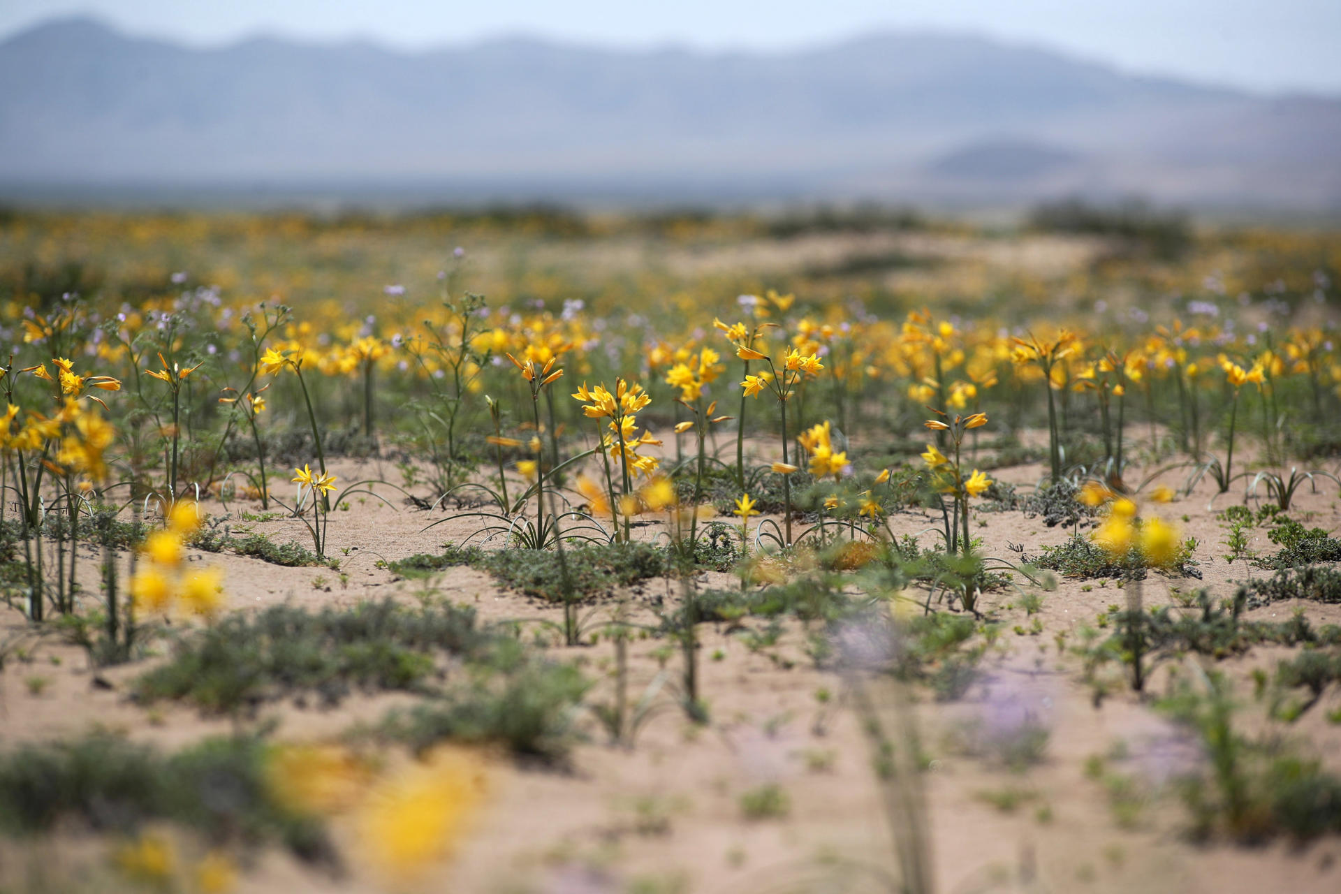 AME4094. COPIAPÓ (CHILE), 01/10/2025.- Fotografía del 28 de septiembre de 2025 que muestra flores en el desierto de Atacama, en Copiapó (Chile). Como todas las primaveras australes, el desierto de Atacama, uno de los más áridos del mundo, destapó su mágica y única floración, que inundó las desoladas planicies de vivos colores. EFE/ Hernán Contreras
