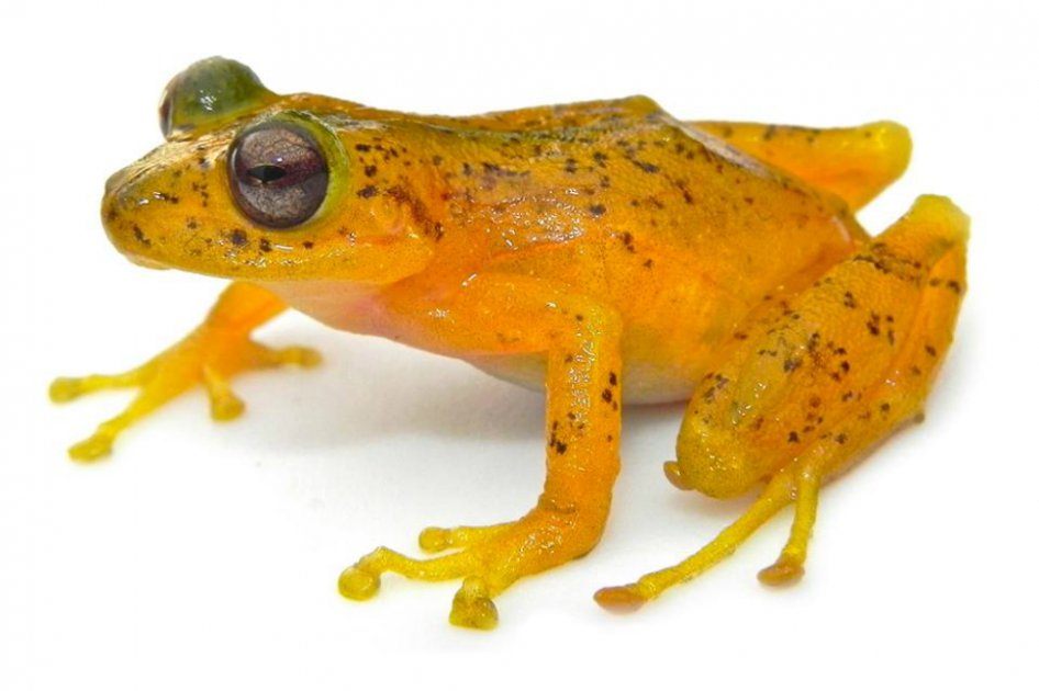 Pristimantis urani, la rana bautizada en honor al ciclista Rigoberto Urán. 