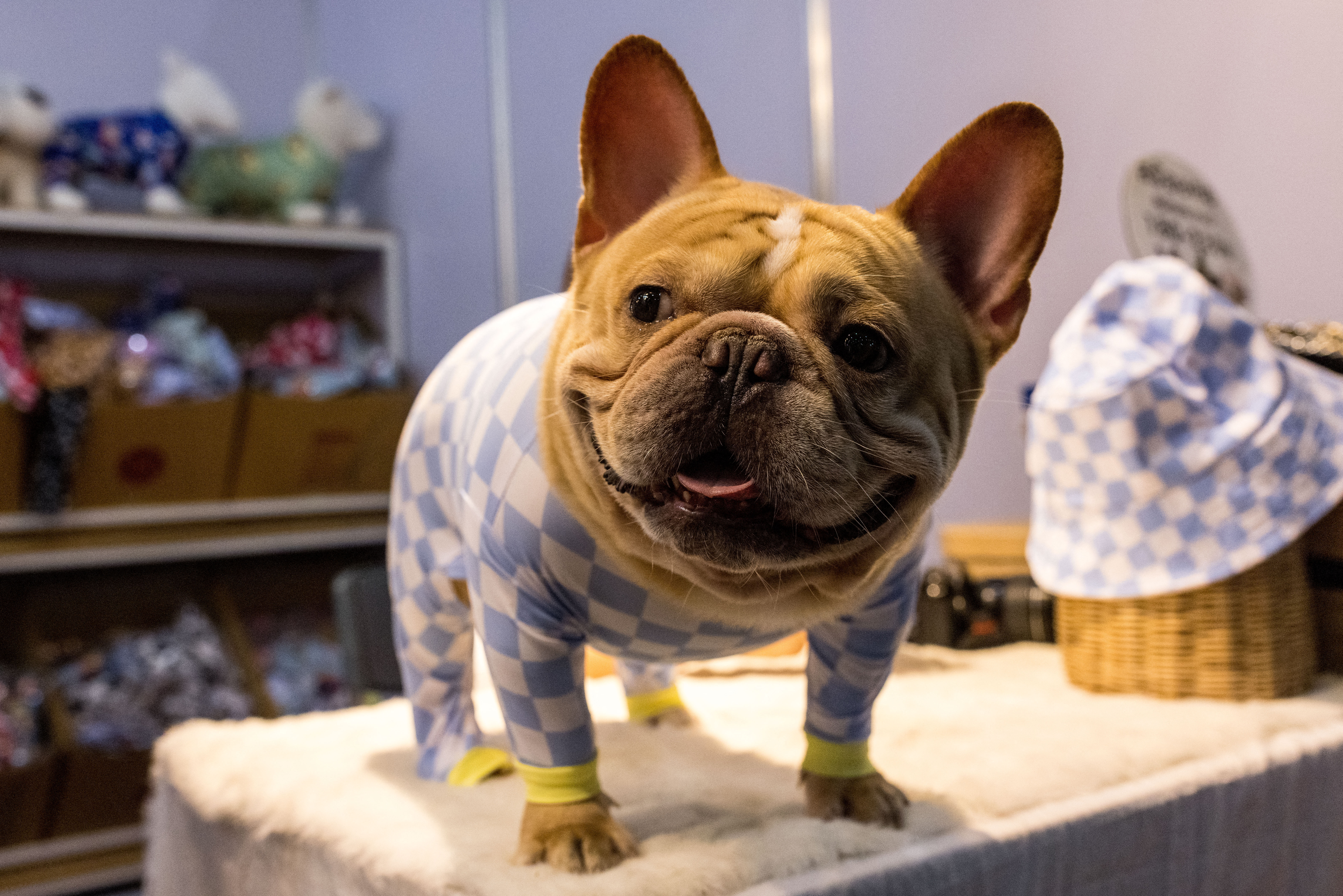 (FILES) In this file photo taken on November 25, 2021 a French bulldog wears checquered pyjamas at the annual Pet Expo Thailand 2021 in Bangkok. - The lovable Labrador Retriever is no longer the most popular dog breed in the United States, as French Bulldogs take over the top spot, the American Kennel Club (AKC) announced on March 15, 2023.