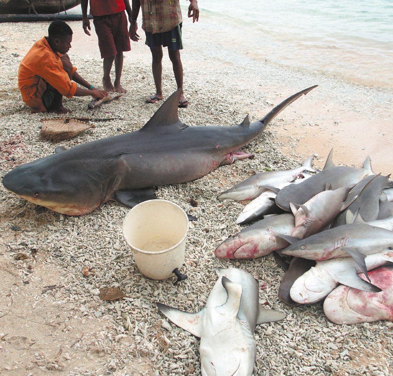 Un confuso proyecto de ley sobre pesca de tiburones y rayas marinas