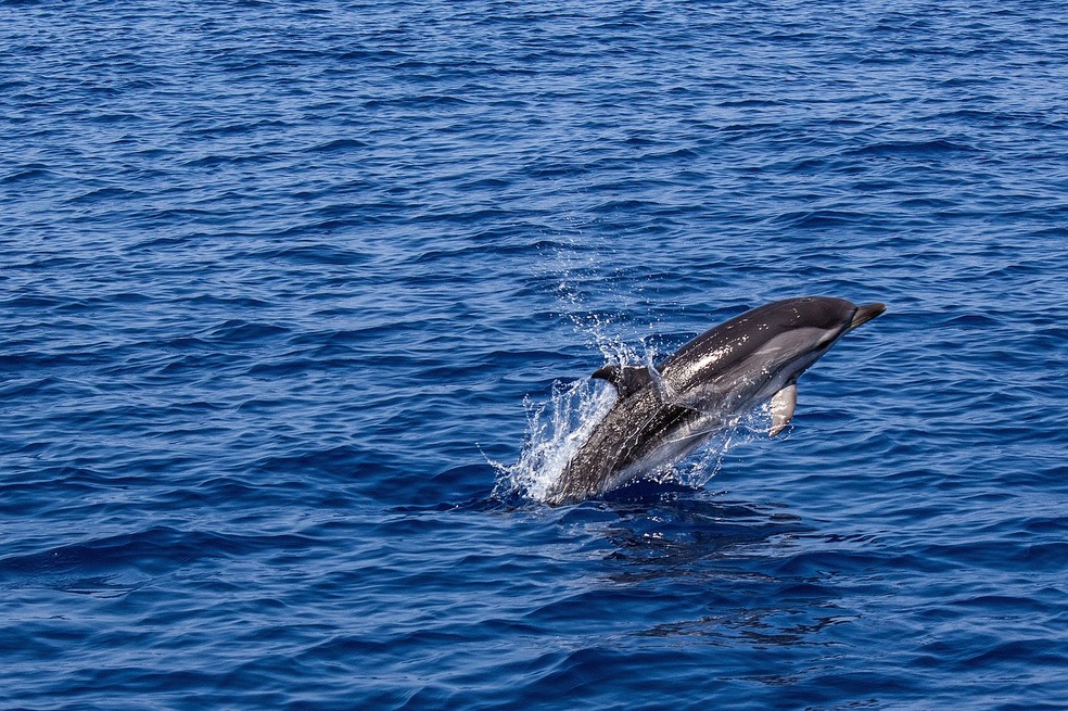 Joven ecologista reúne 150,000 firmas para prohibir el cautiverio de delfines en España