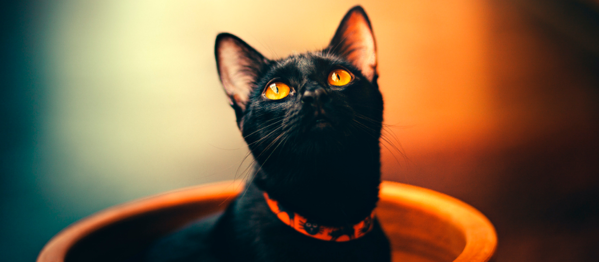 Nombres para gatos negros: 10 opciones para que le pongas a tu minino
