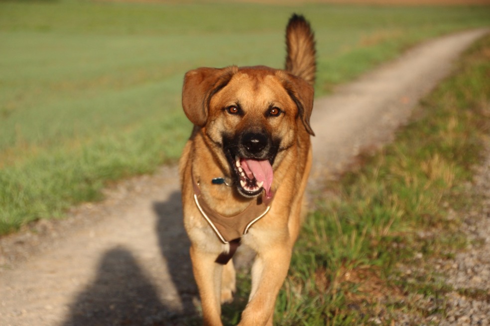 Cinco razones por las que no solo debería sacar a su perro a hacer sus necesidades