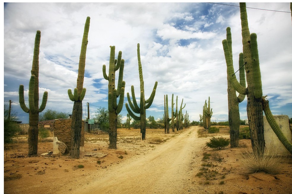 El 60% de las especies de cactus está en peligro por el cambio climático
