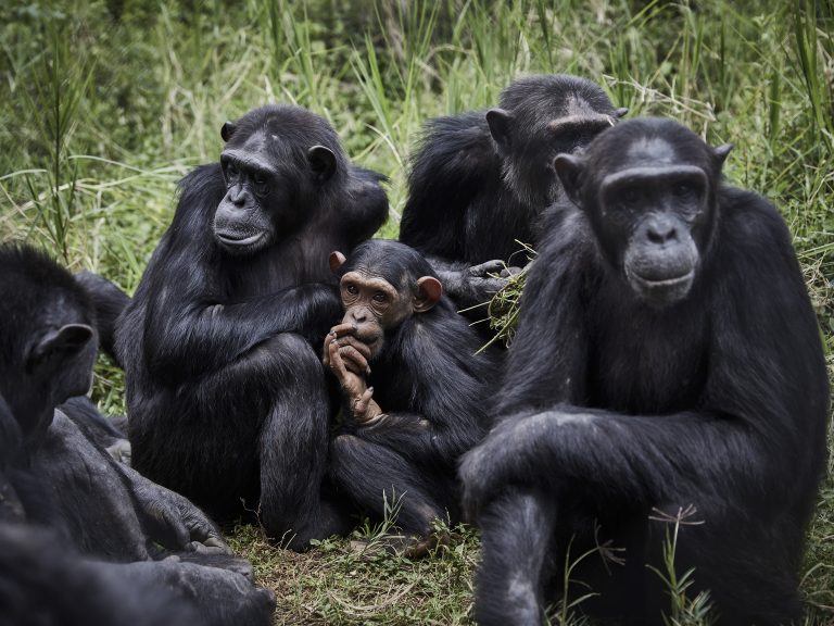 Chimpancés y bonobos podrían recordar a conocidos que no han visto en décadas