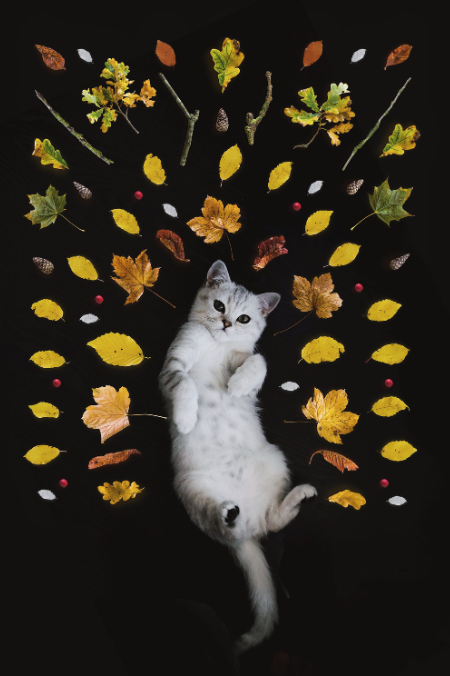 Las 5 razas de gatos de pelo corto más populares: las amarás