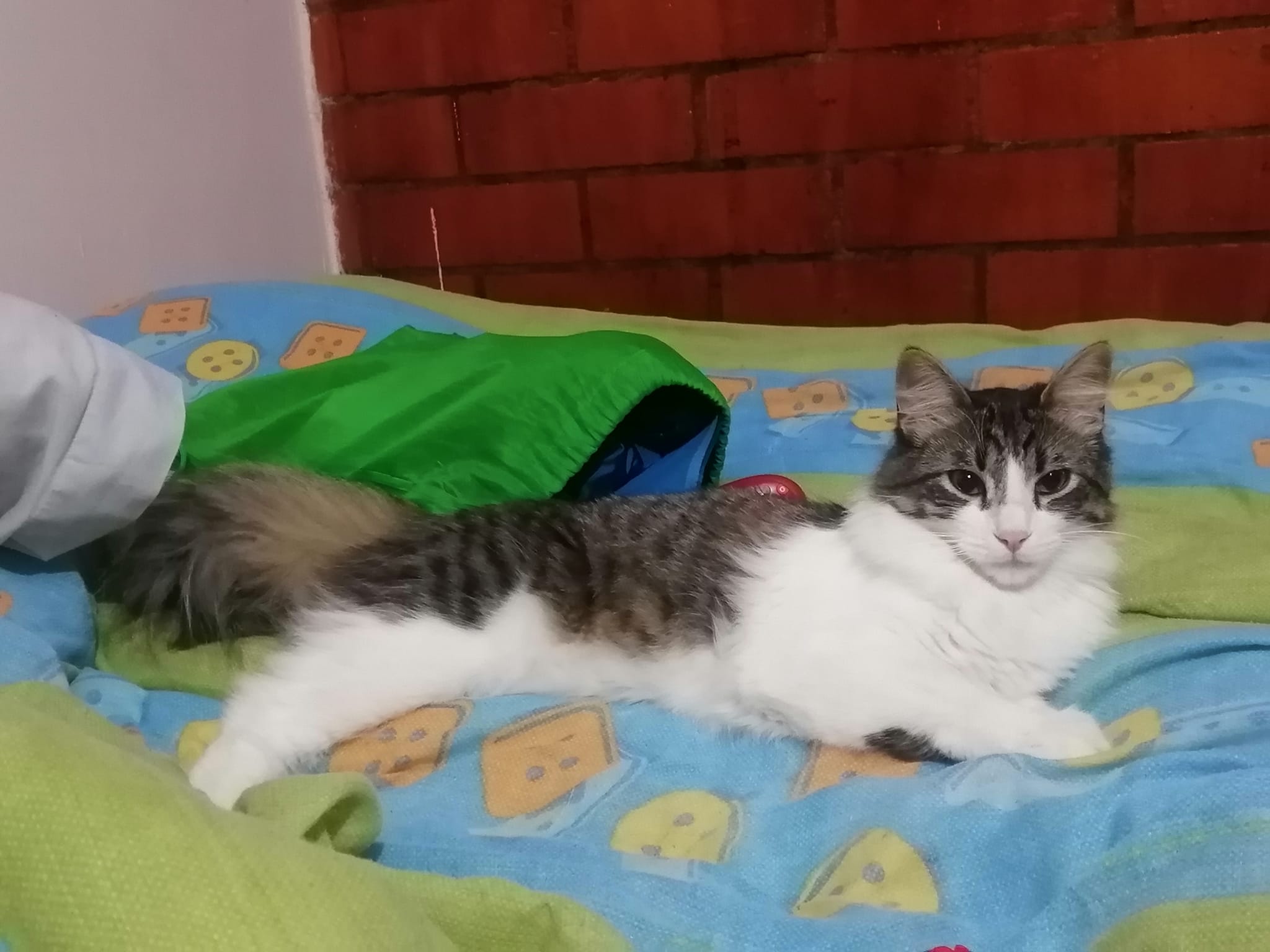 ¿Los ha visto? Chiquitina, Zeus, Alukar y otras mascotas perdidas en Bogotá