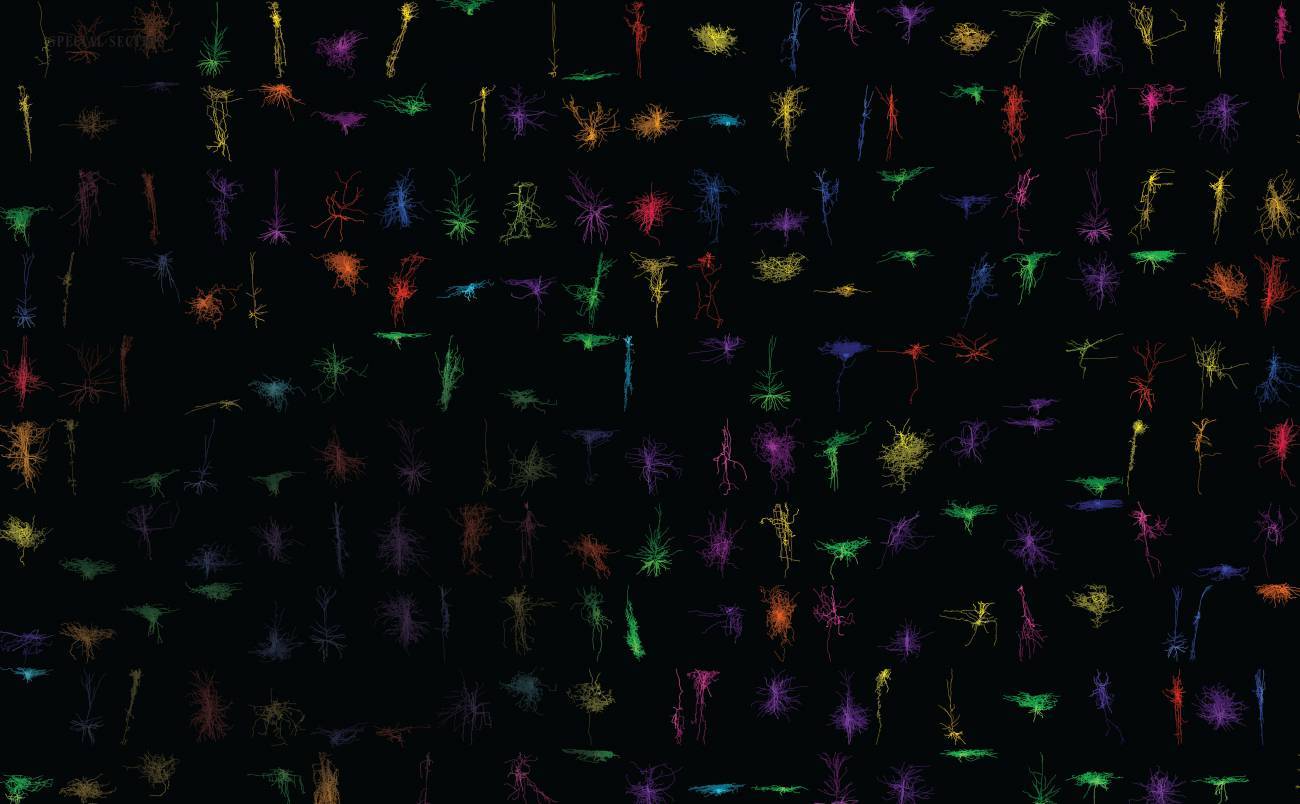 Crean el mapa más completo de células cerebrales