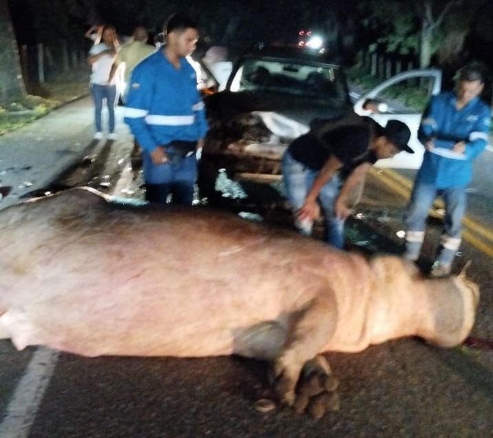 Hipopótamo causa otro accidente en Puerto Triunfo, Antioquia