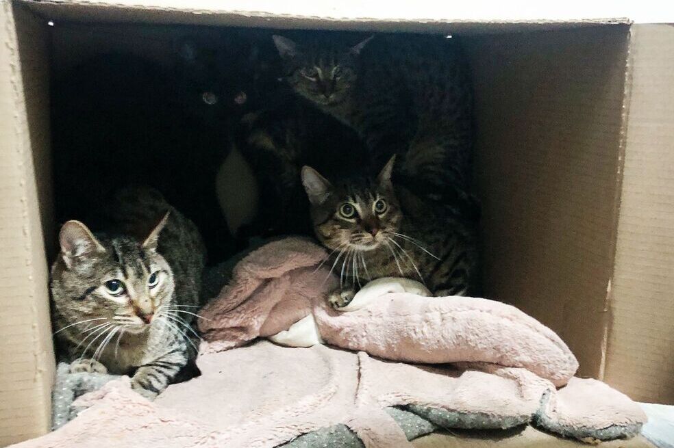 Rescatan a ocho gatos que fueron abandonados en un apartamento en Bogotá