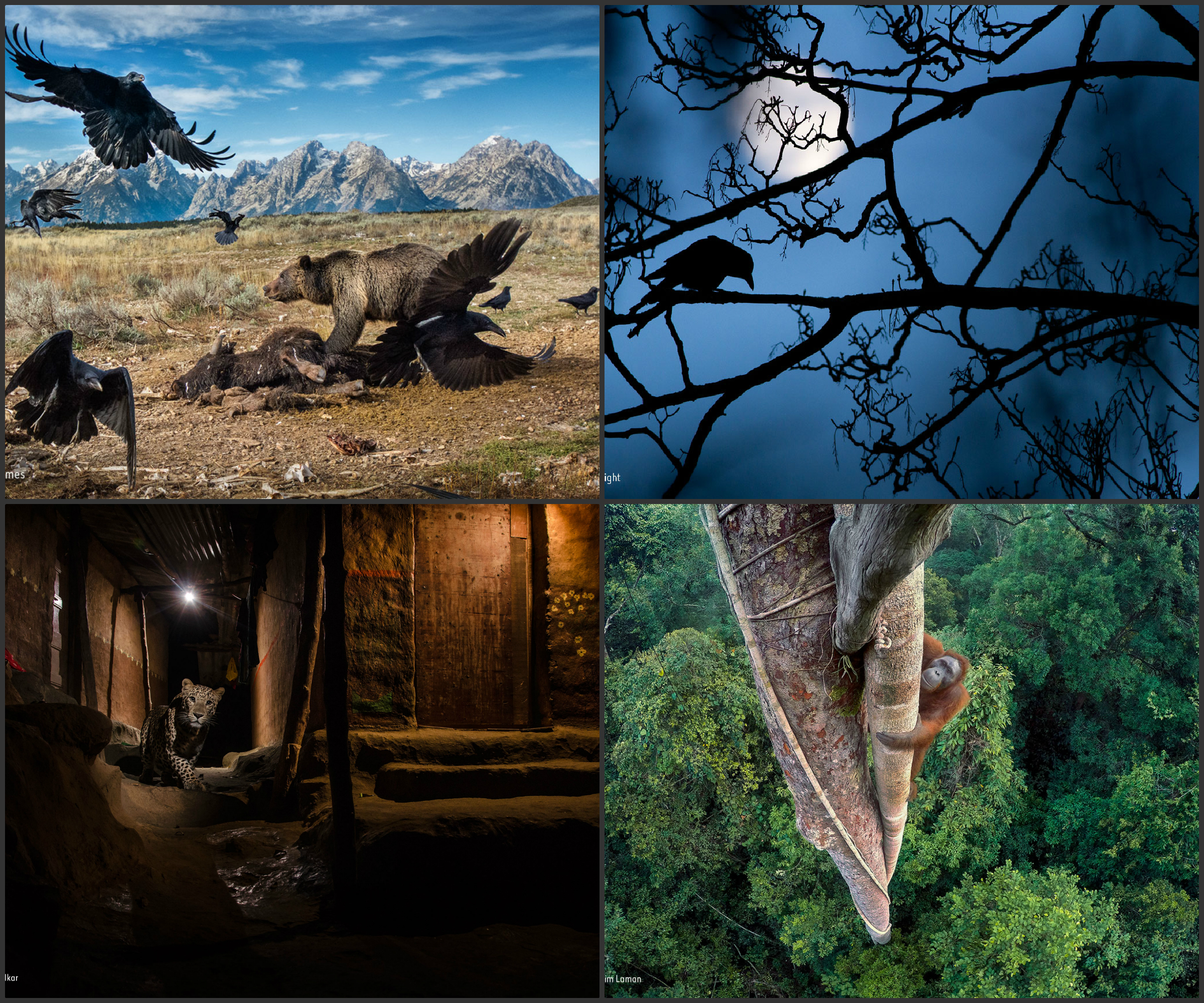 Las mejores imágenes de la naturaleza en 2016