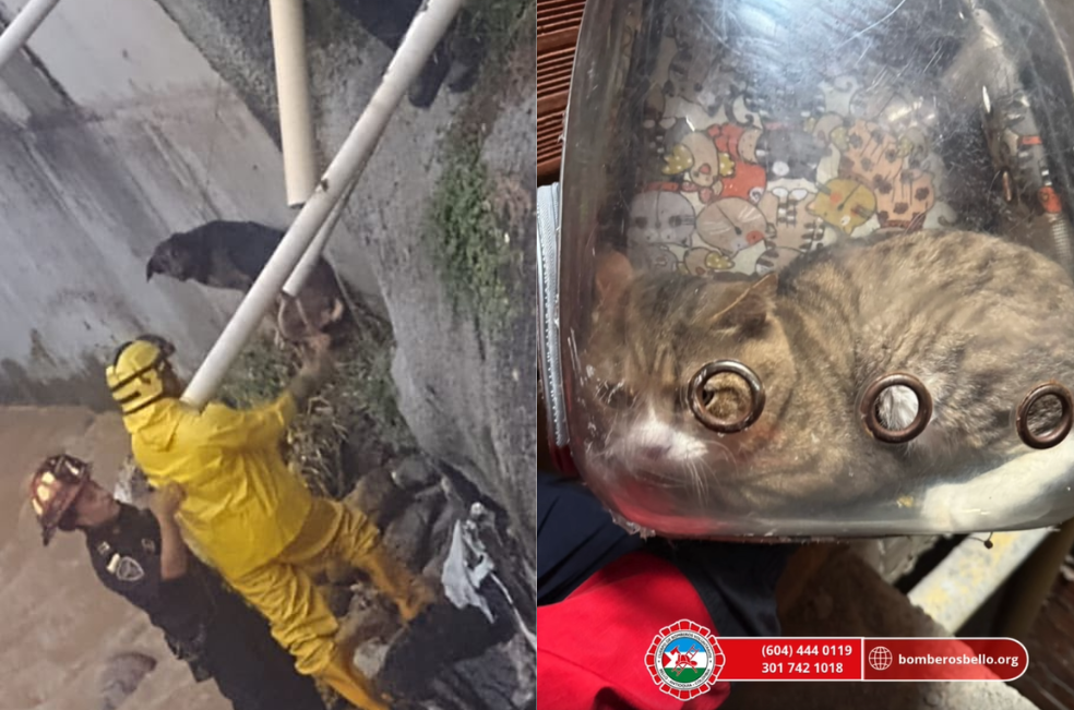 Un perro en una quebrada y un gato en un pozo: dos rescates recientes en Antioquia