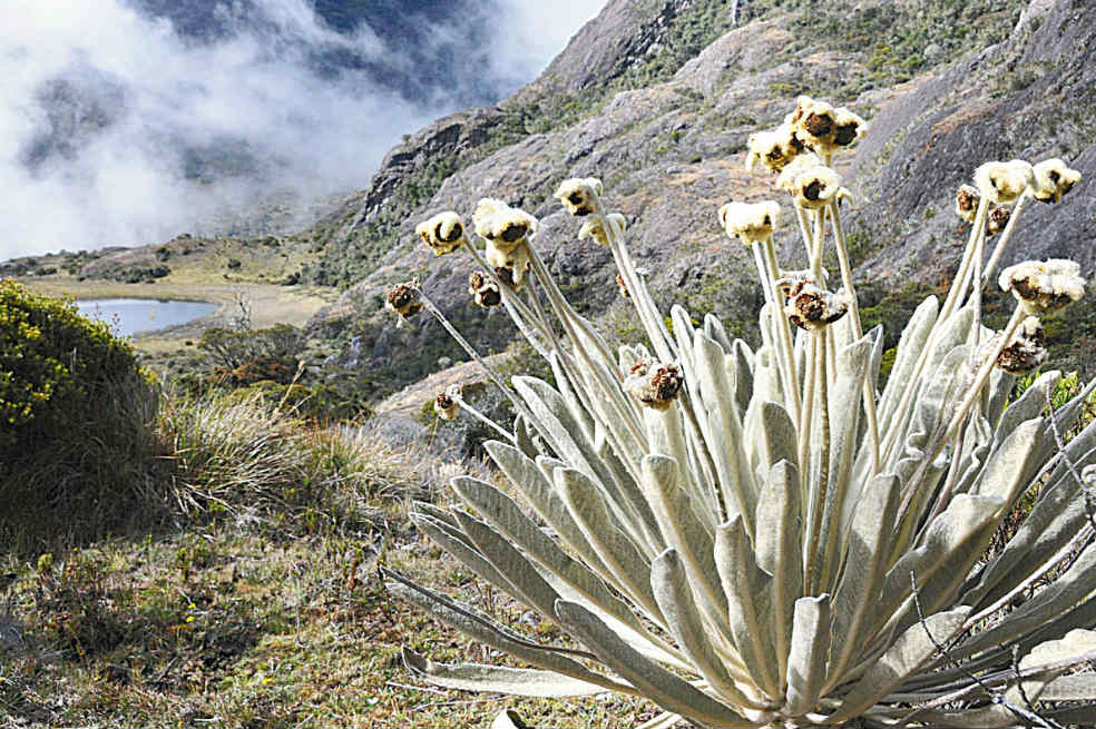 El enredo de los títulos de Santurbán