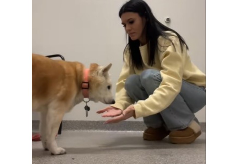 Encuentro que conmueve: mujer decide acoger un perro mayor en lugar de un cachorro