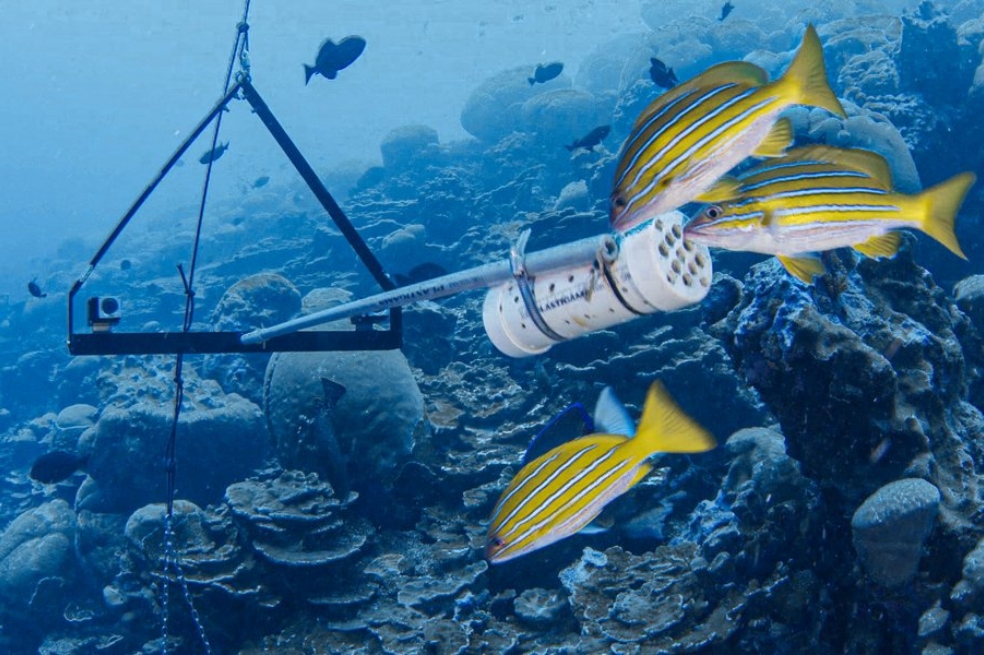 El grupo desplegó 110 sistemas de video submarino con cebo remoto (BRUV, por sus siglas en inglés). Estas cámaras, atraídas por el olor del cebo y sin la presencia de buzos, permiten observar a los tiburones en su ambiente natural sin alterar su comportamiento.