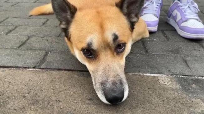Maltrato animal: denuncian que perros son usados para actos sexuales en Kennedy