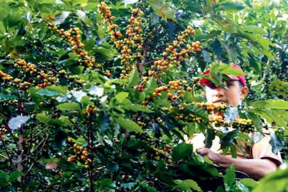 Cafeteros fallan en su intento de que les revivan los subsidios