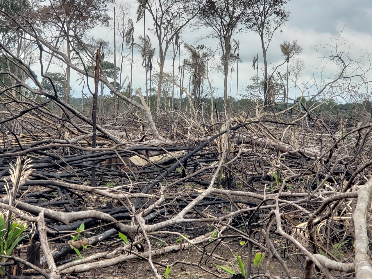 Los campesinos de la Amazonía a los que les talaron sus derechos