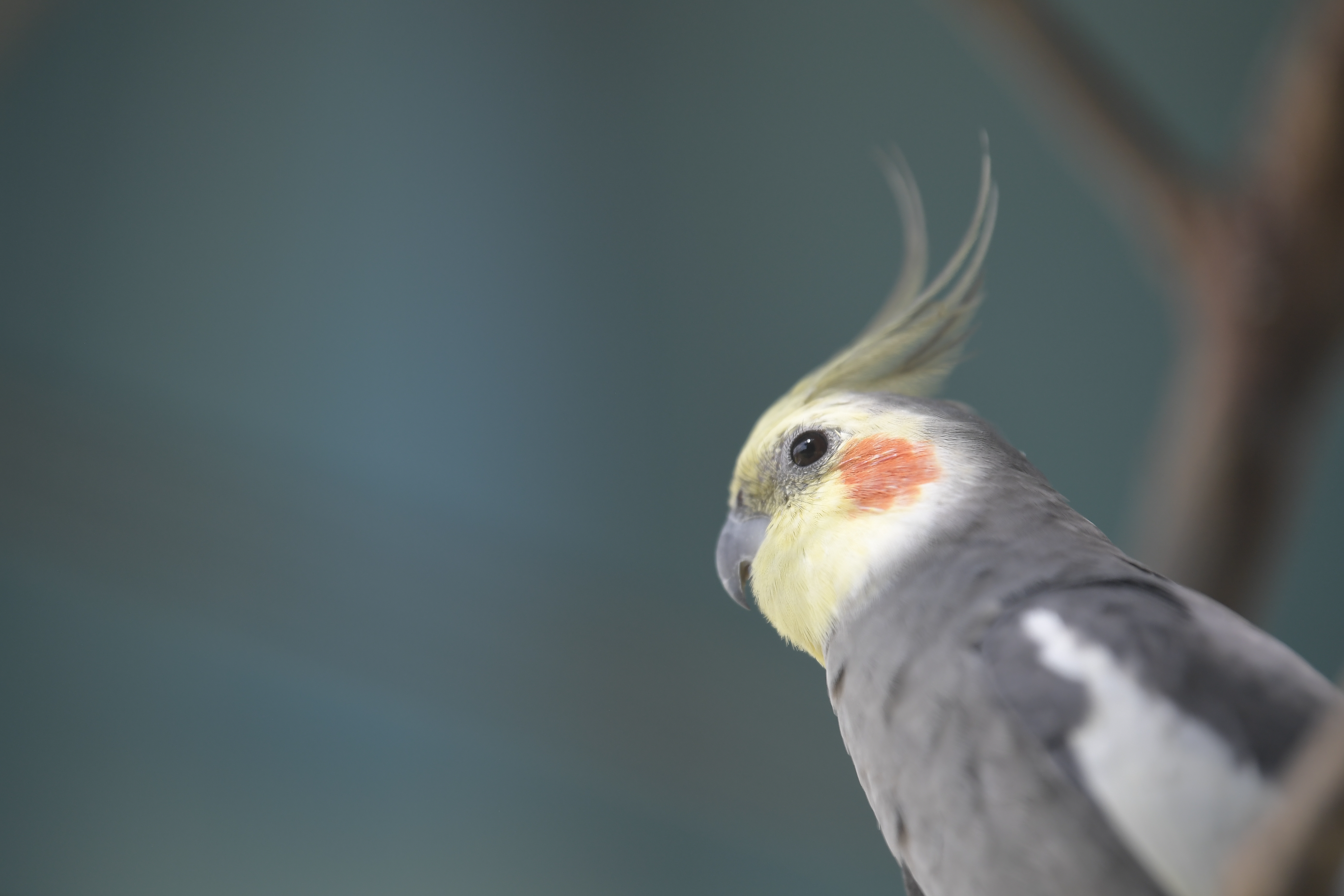 Aves de bosques panameños desaparecen sin que se sepa por qué
