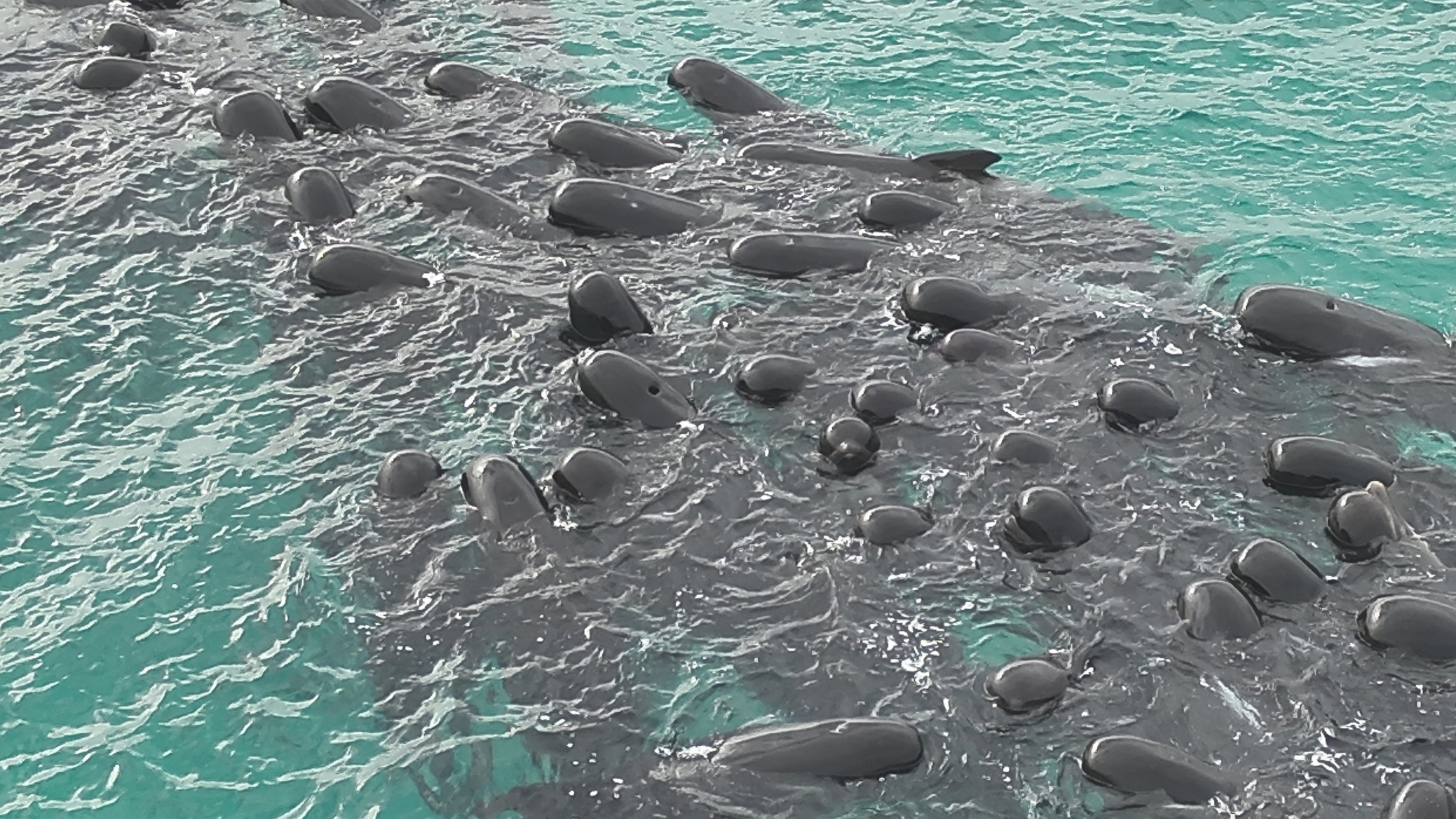 Mueren 51 ballenas piloto que quedaron varadas en las playas de Australia