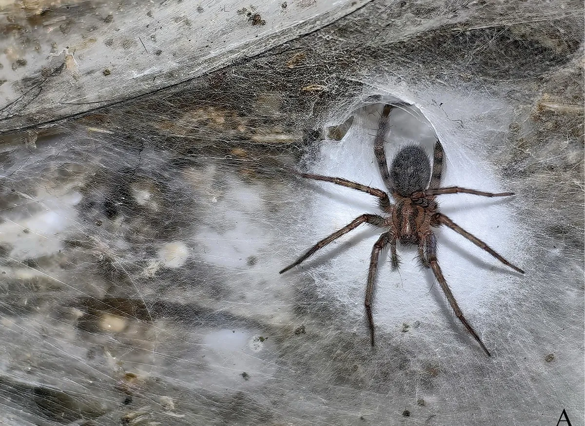 Esta es, hasta el momento, la telaraña más grande del mundo