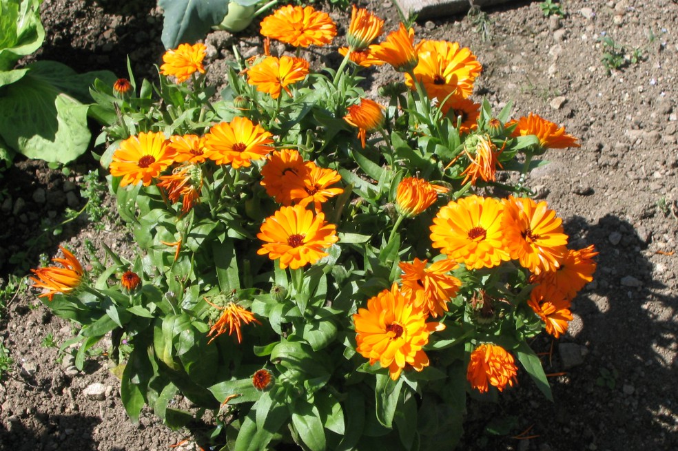 Calendula officinalis, de nombre común (entre otros) botón de oro, caléndula, mercadela o maravilla, es una hierba de la familia de las asteráceas.Wikipedia.Escudriñando la química del Dololed