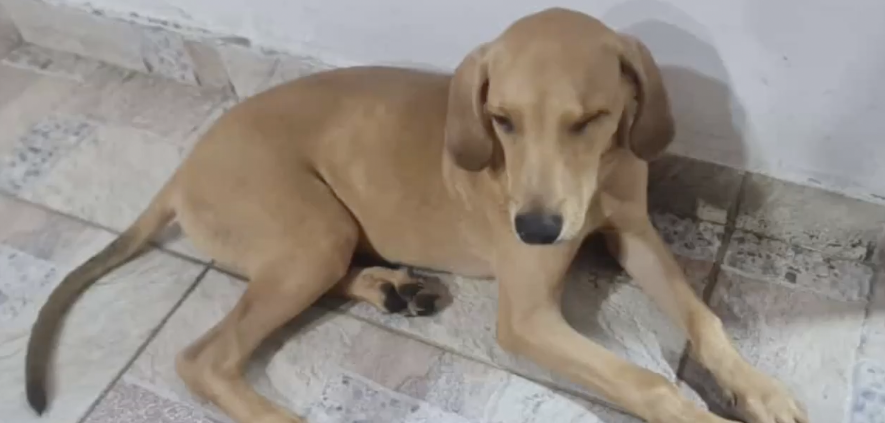 (Video) Estarían robando mascotas en Bucaramanga y pidiendo dinero para su rescate
