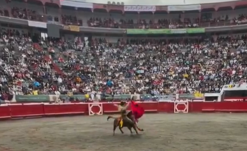 Torero fue corneado en la primera corrida de toros en la Feria de Manizales