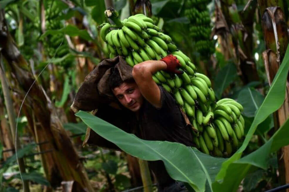 Así operaban los paramilitares en la región bananera del Urabá antioqueño