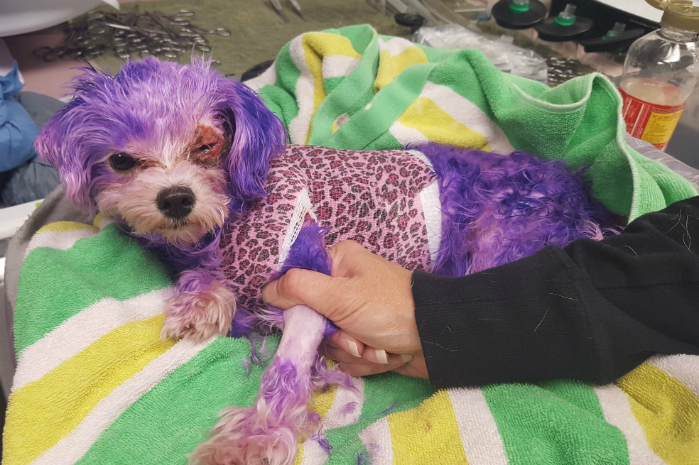 Violet, la perrita que casi pierde la vida tras ser tinturada por sus dueños