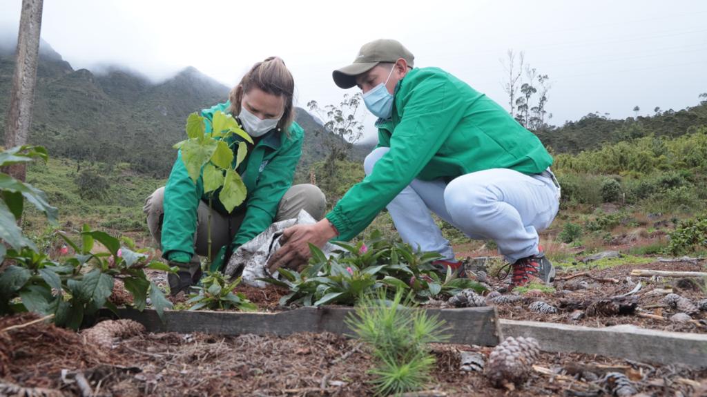 Bogotá plantó 1.200 árboles para recuperar los Cerros Orientales