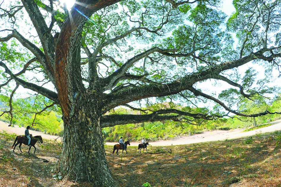 Del 10% del bosque seco tropical que tiene Colombia, el 5% está en zonas de reserva.