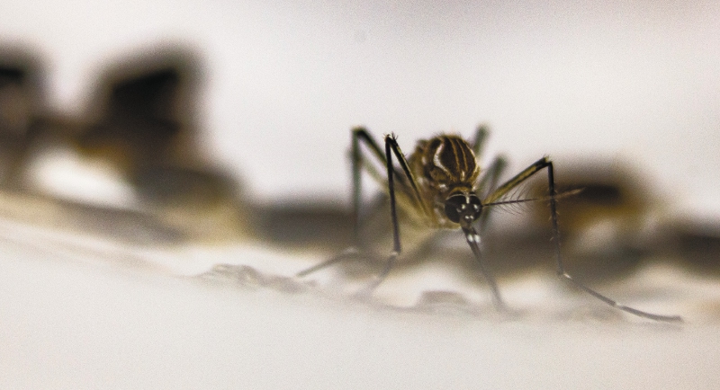 Breve historia del arma que podría acabar con el dengue