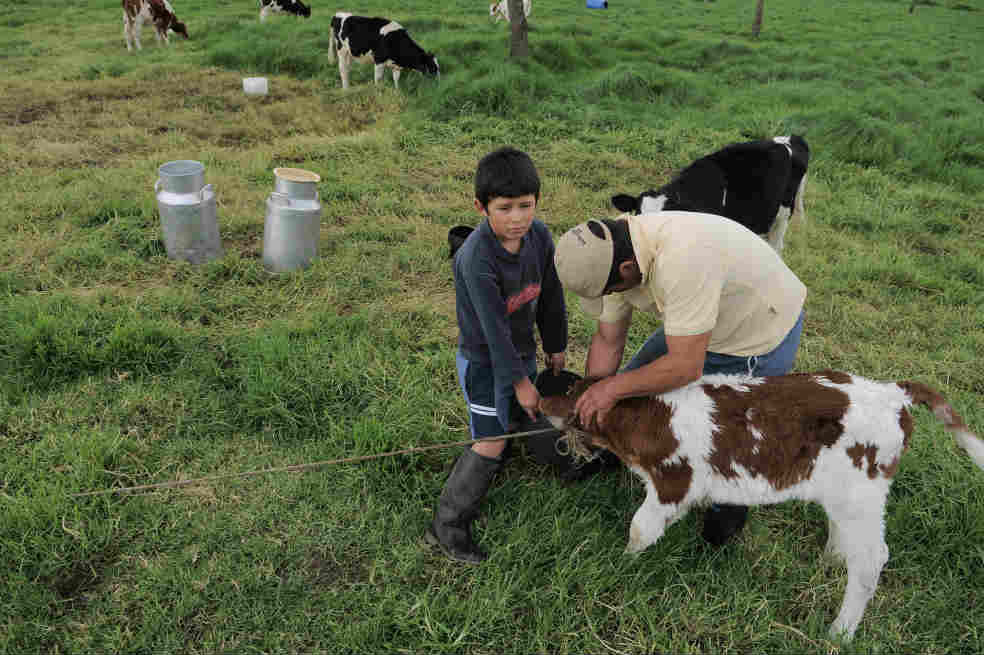 Niños del campo, en riesgo por la ganadería