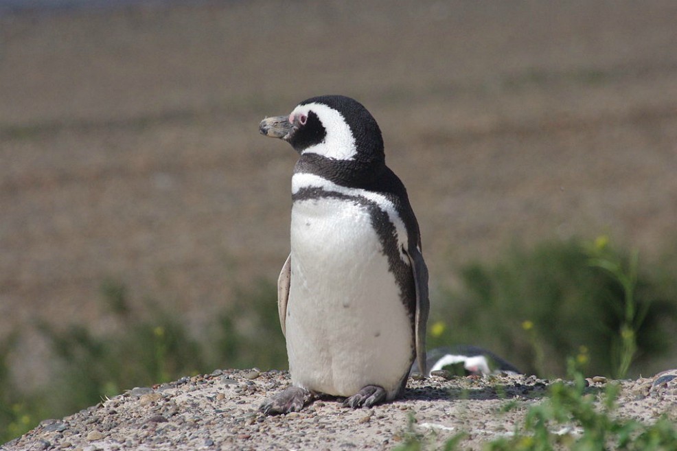 Esta especie de pingüino pone un huevo, lo rechaza y luego pone otro, ¿por qué?