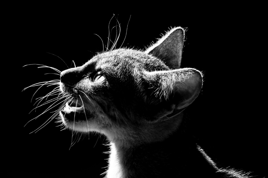 ¿Por qué mi gato maúlla siempre en la noche? Esto puedes hacer para calmarlo