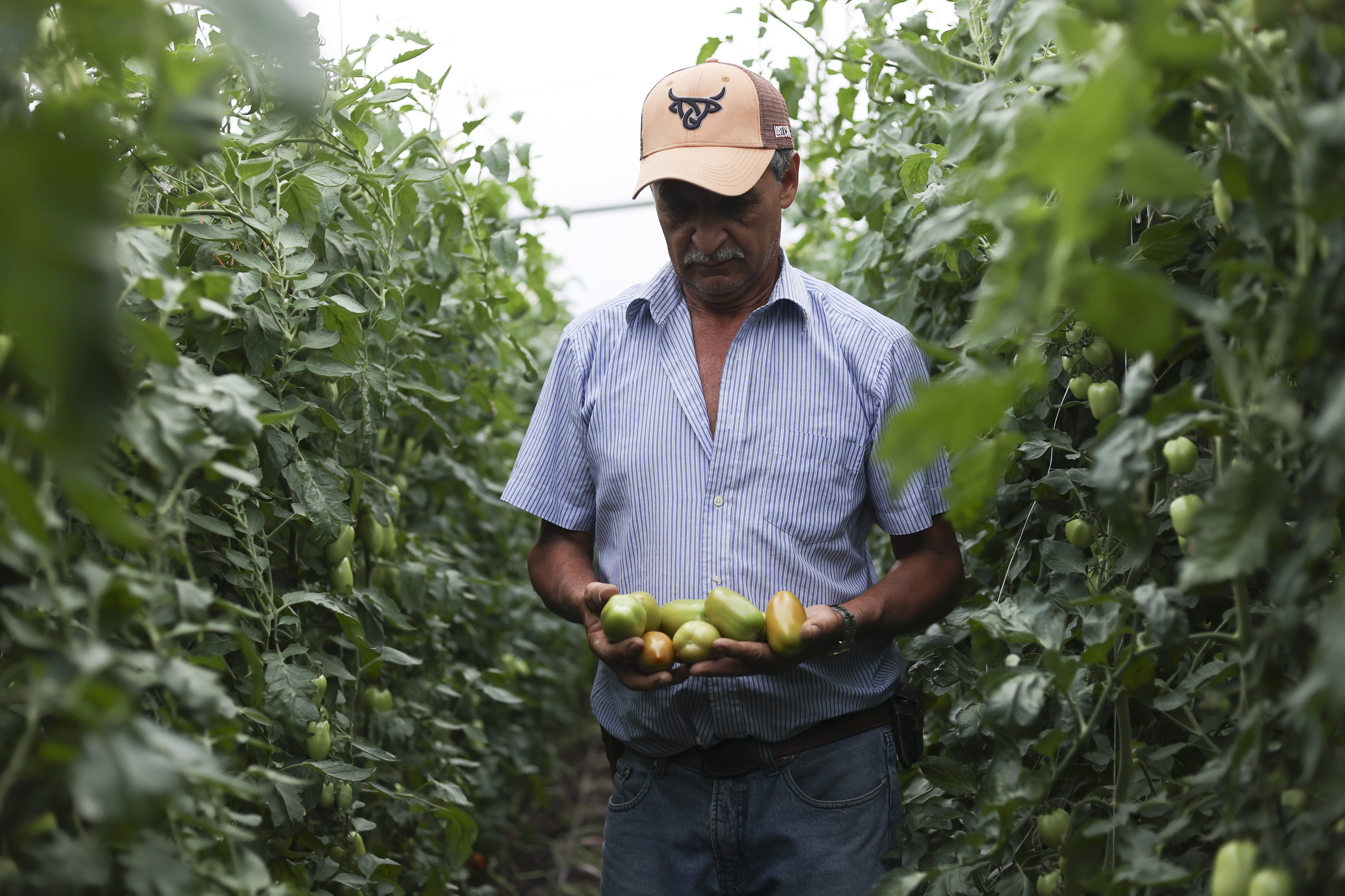 El agro como motor de la economía: ¿qué hay detrás de las cifras?