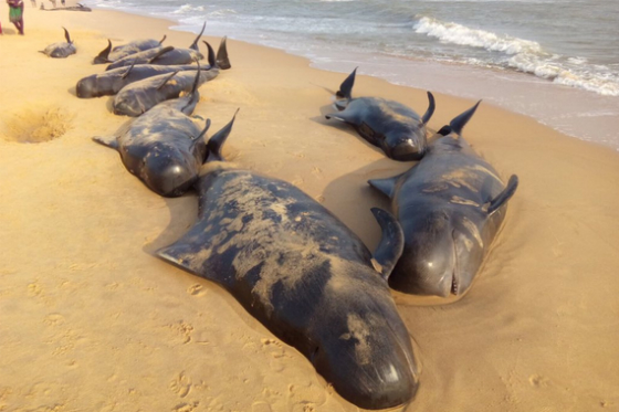 Un centenar de ballenas piloto se quedan varadas en la costa meridional india