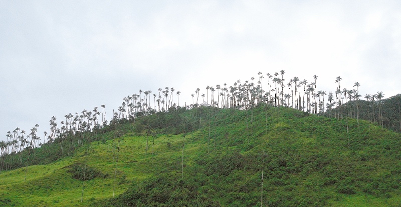 La palma de cera es la especie de palma más alta del planeta: puede superar los 50 metros de altura. / El Espectador