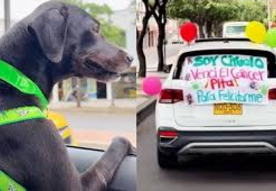 Ciruelo, el perrito que superó el cáncer y abrió una ruta de esperanza para los animales