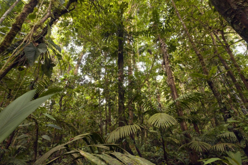 El enigma del balance de carbono en la Amazonía