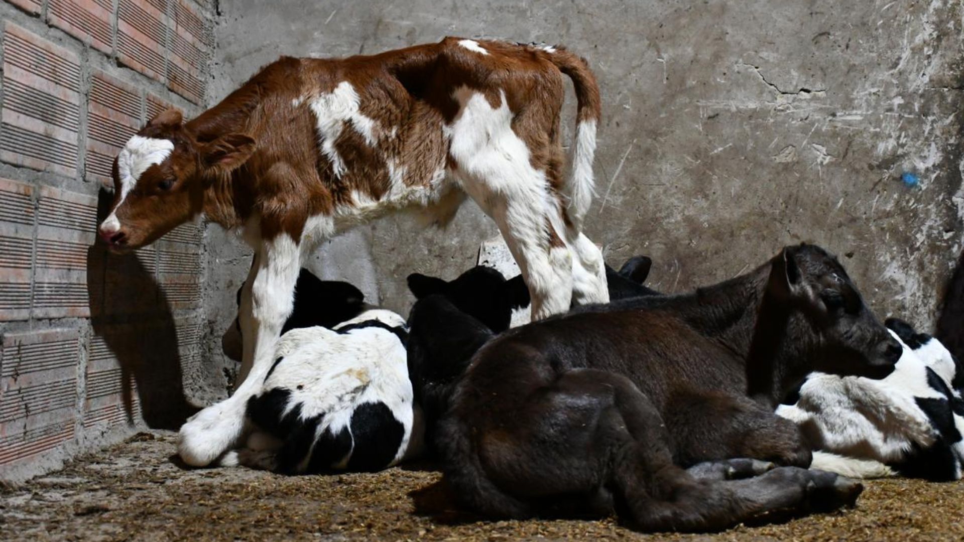 Distrito rescató a 22 terneros y 19 caprinos de un presunto matadero en Suba