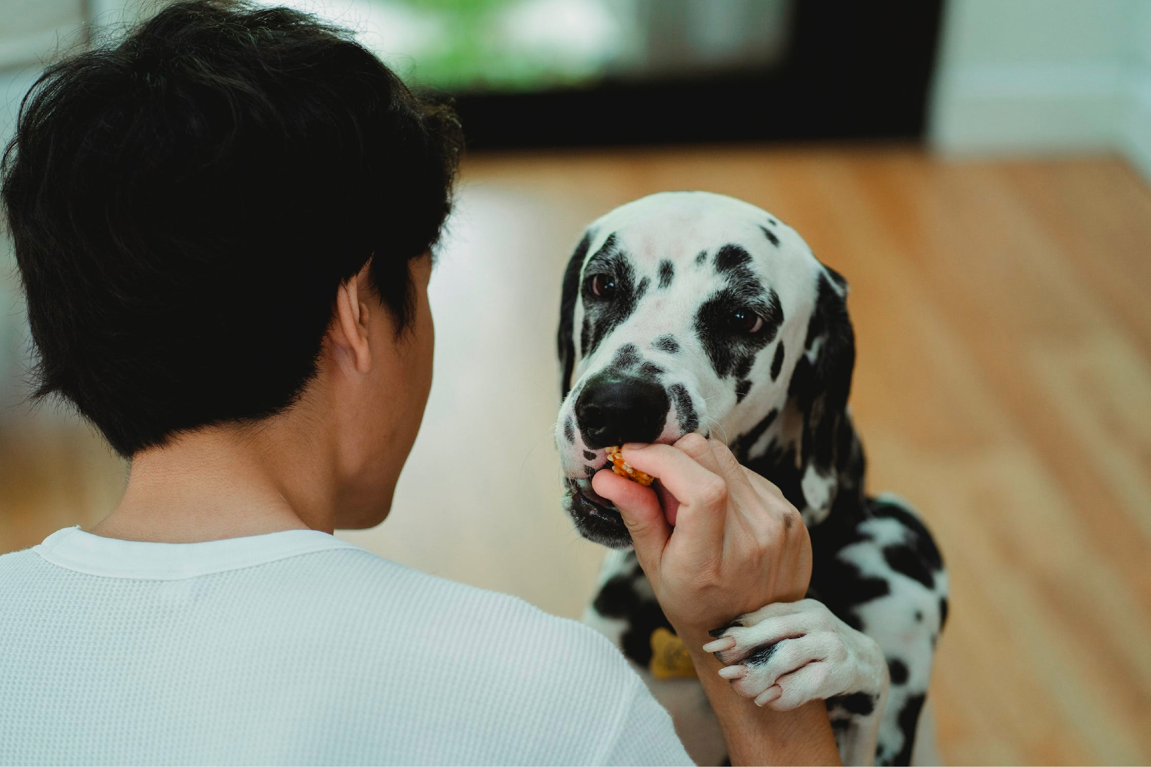 “En Colombia la oferta que tenemos de productos para las mascotas es enorme”: Gabrica