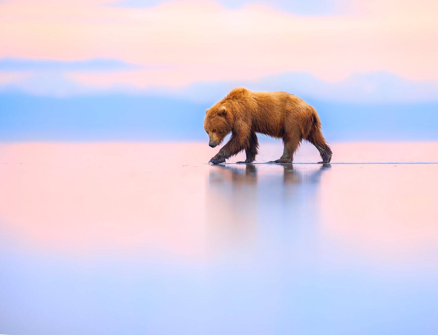 Esta foto, tomada por Torie Hilley en el Parque Nacional del Lago Clark, Alaska, Estados Unidos, fue una de las finalistas en ‘Fauna terrestre’.