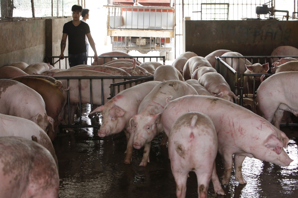 El uso excesivo de colistina como promotor del crecimiento en animales es la principal causa de la resistencia a este antibiótico. / Getty Images 