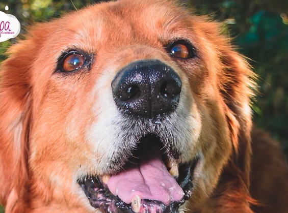 Mona, la perrita que sobrevivió al abandono y ahora espera encontrar un hogar