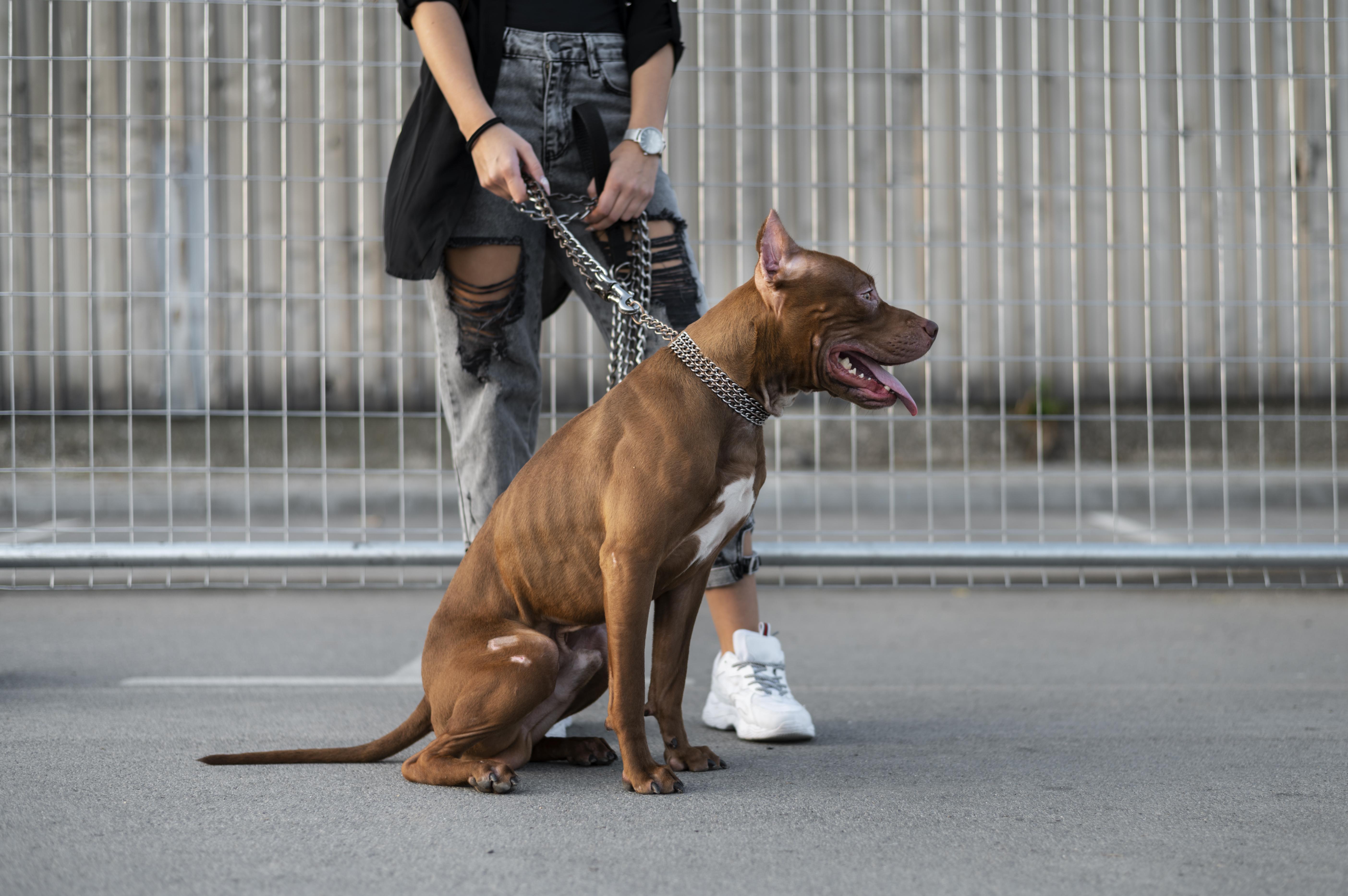 Nueva ley: hasta cinco años de prisión a quien robe perritos, ¿por qué esto es un avance?