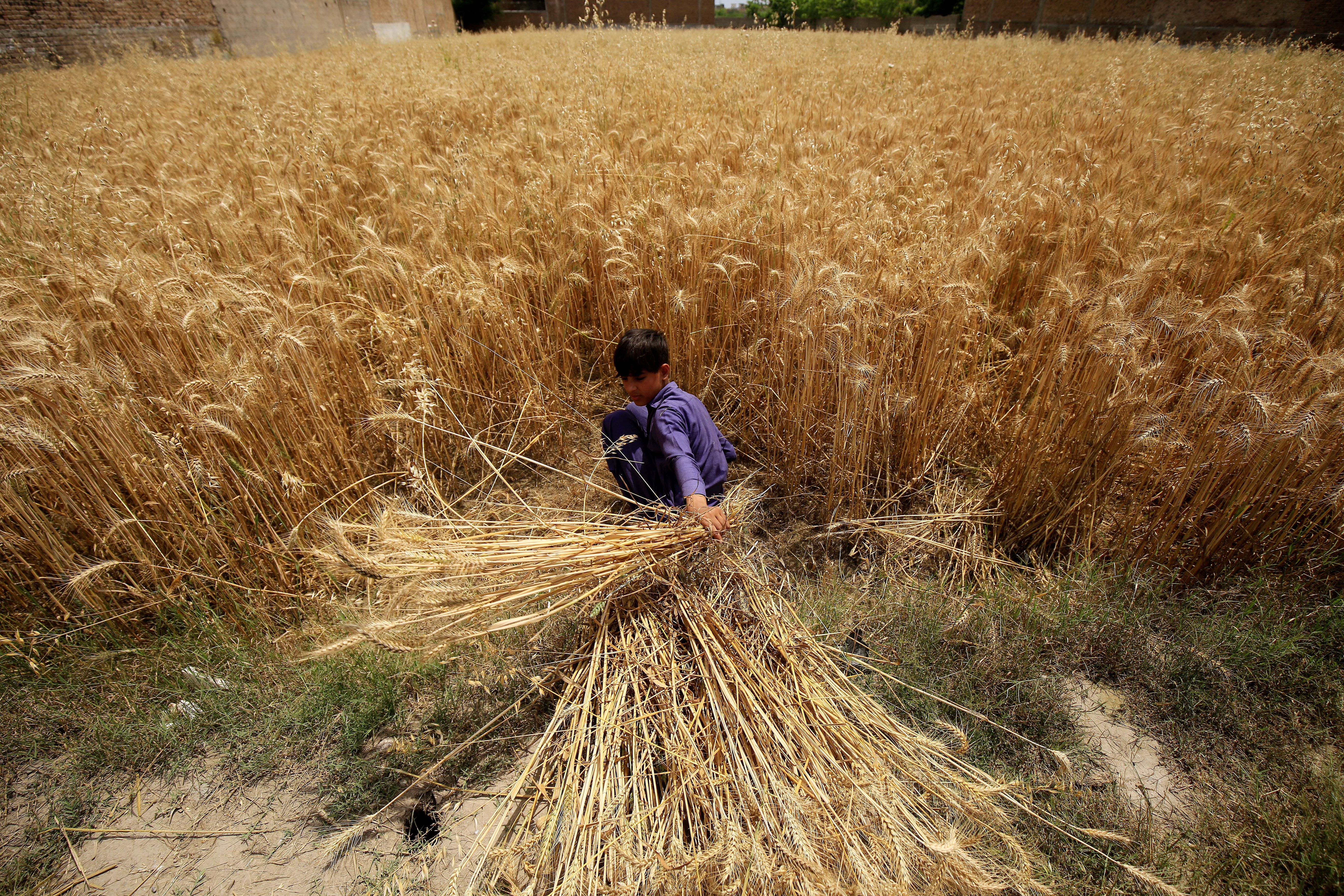 Producción mundial de cereales batiría récords, pese a El Niño y guerra en Ucrania